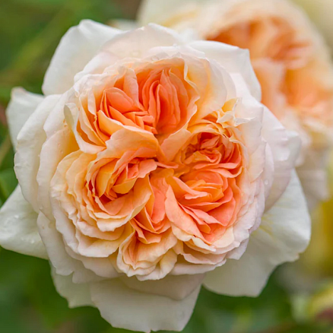 Роза парковая Батшеба