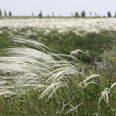 Ковыль волосатик