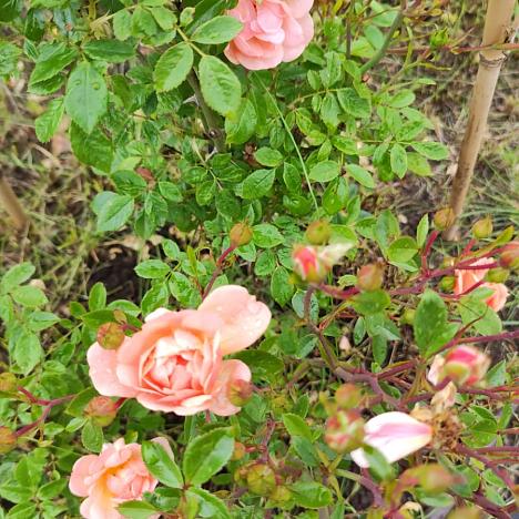 Роза обильноцветущая Сантэн