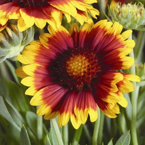 Гайлардия остистая, крупноцветковая