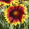 Гайлардия остистая, крупноцветковая