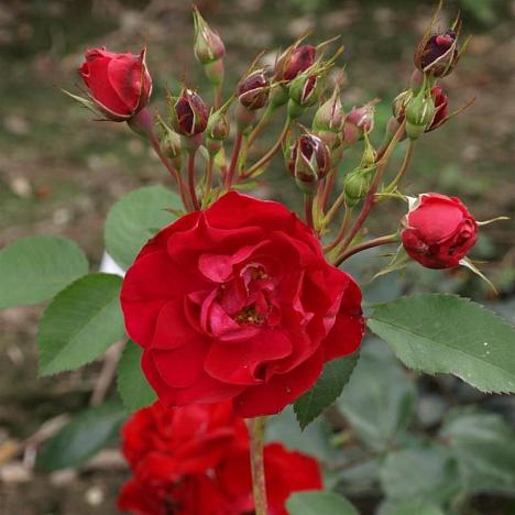 Роза шраб Аделаида Худлес