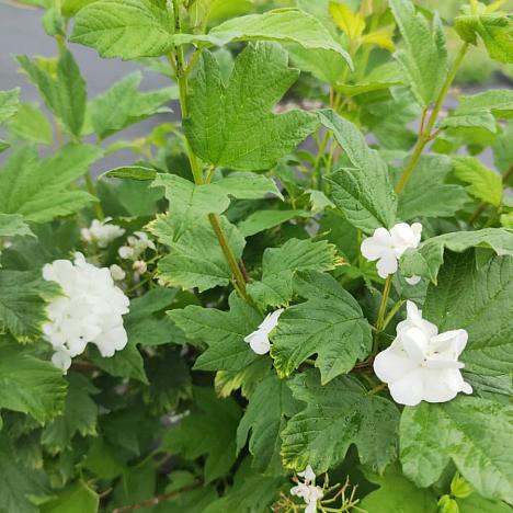 Калина обыкновенная Розеум (Бульденеж)