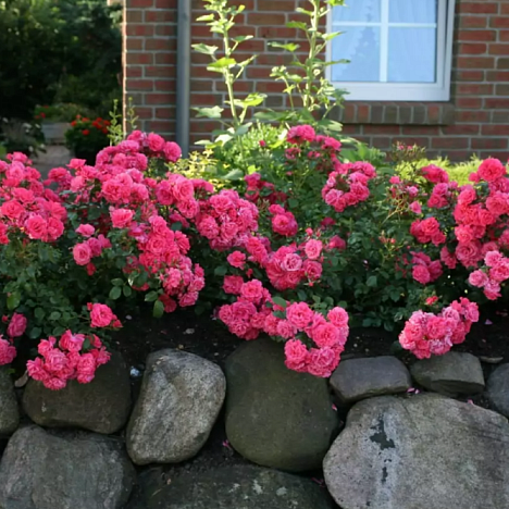 Роза флорибунда Бад Бирнбах