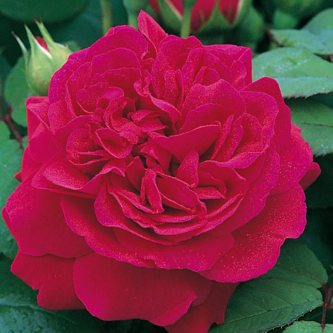 Роза плетистая Тэсс Ов Зэ Дёбервилз