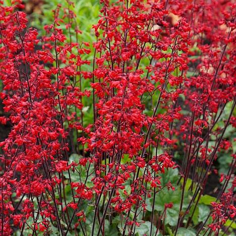 Гейхера кроваво-красная Руби Беллс