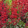 Гейхера кроваво-красная Руби Беллс