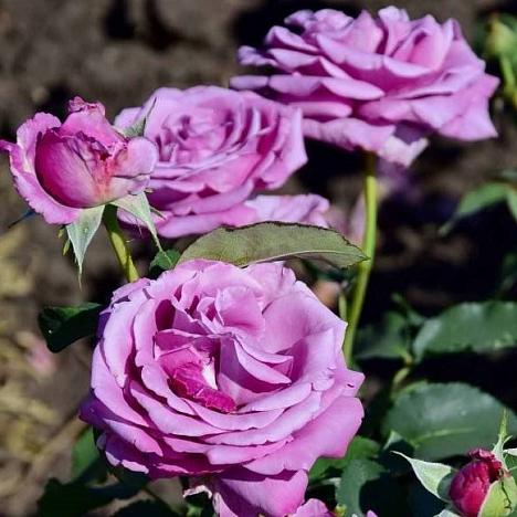 Роза чайно-гибридная Блю Парфюм